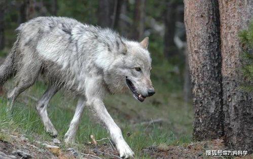 狼狩猎,自然界的智慧与策略  第3张