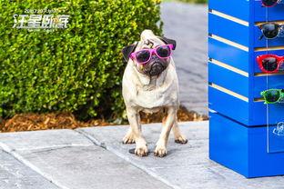 汪星卧底（原声版）,忠诚犬探大揭秘  第3张